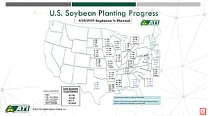 Soybean