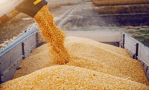Grain truck unloading