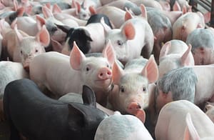 Pigs