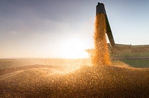 Combine dumping grain into grain cart