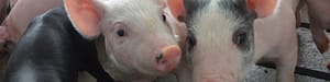 Pigs