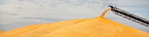 Grain corn pile