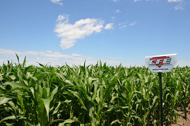 CFE Field Sign Corn