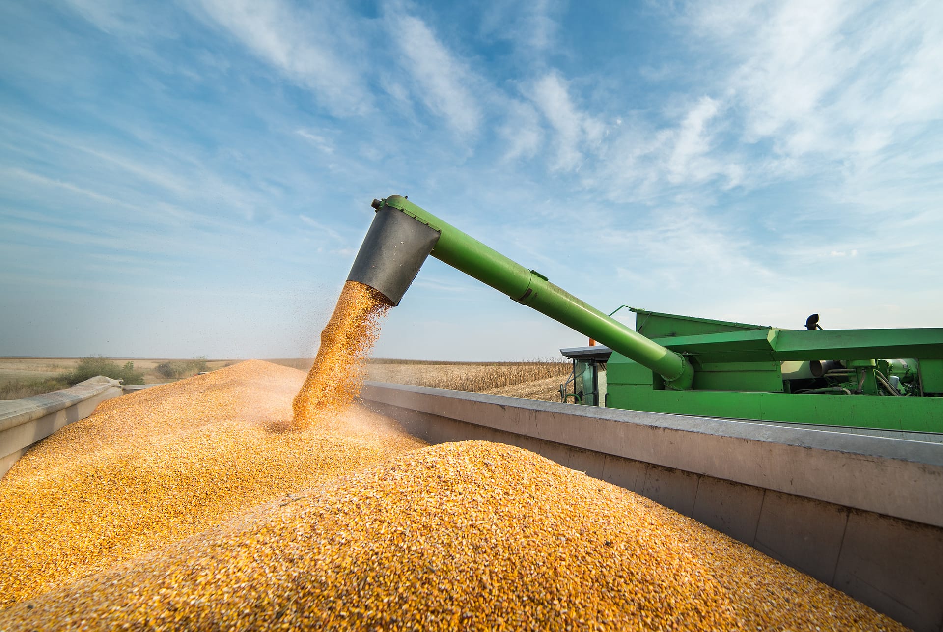 Pouring corn grain into tractor trailer after harvest